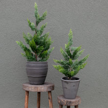  28" Potted Cedar Tree