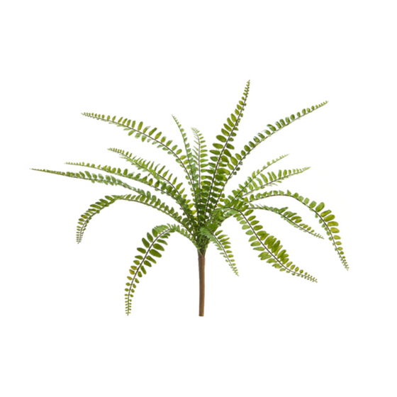 17" Button Fern Bush