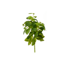  Holy Basil Herb Stem