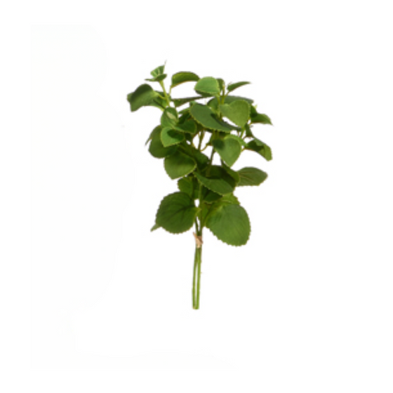 Mint Herb Stem