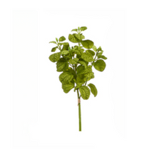  Lemon Basil Herb Stem