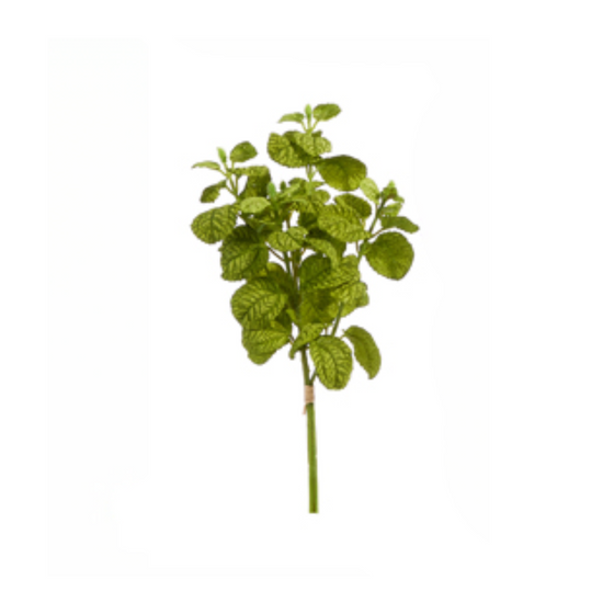 Lemon Basil Herb Stem