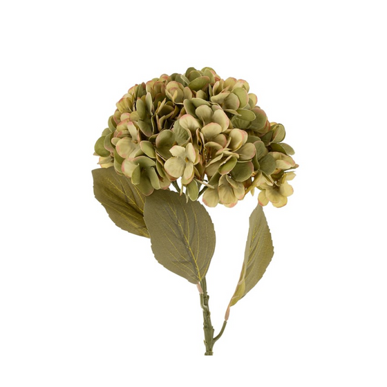 Faded Green Hydrangea Stem