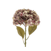 Faded Purple Hydrangea Stem