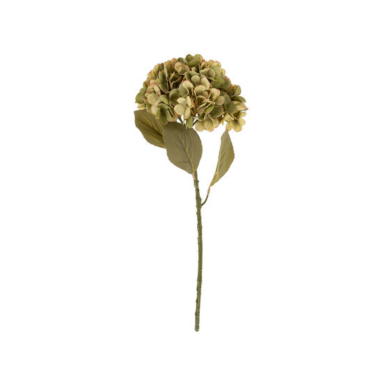 Faded Green Hydrangea Stem