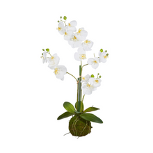  31" White Orchid