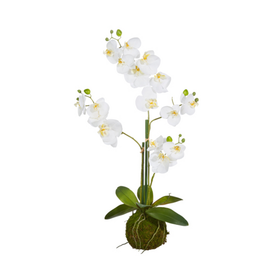 31" White Orchid