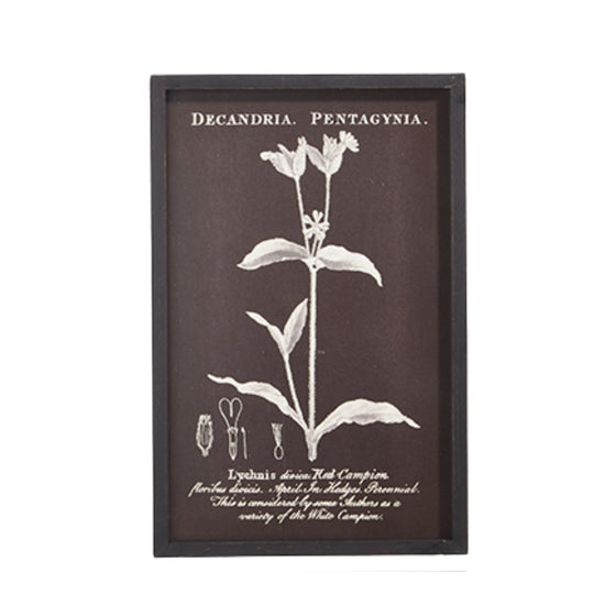 Vintage Botanical Print