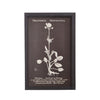 Vintage Botanical Print